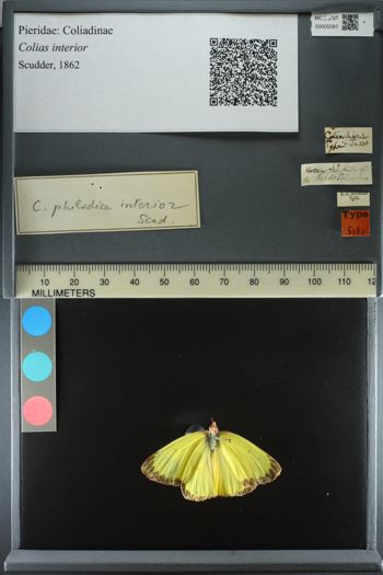 Media type: image;   Entomology 5081